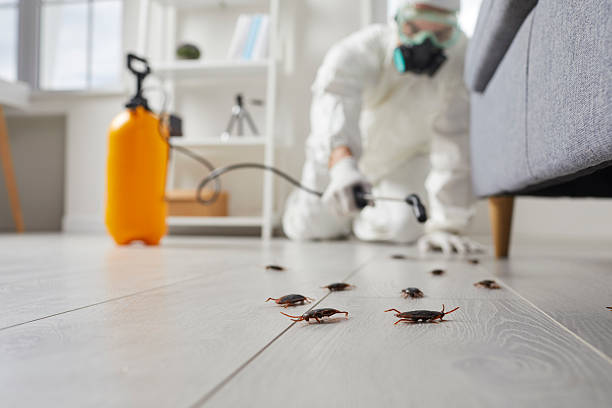 Commercial Rodent Management in South Paris